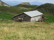 70 Cavalli alla Baita Camplano (1840 m)